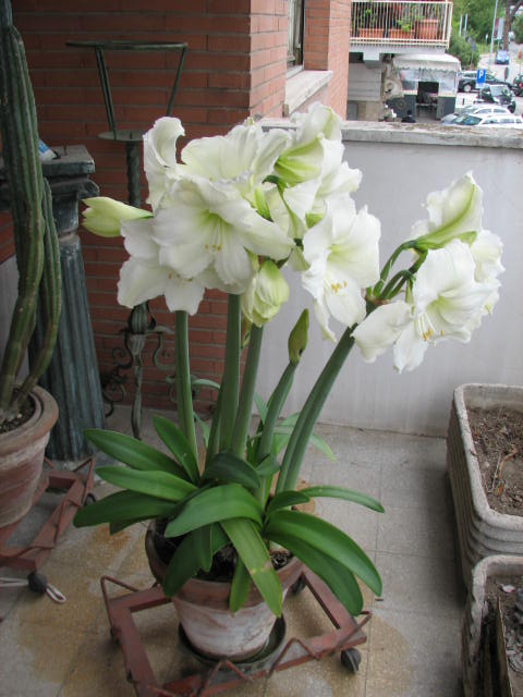 Amarillis lunga
