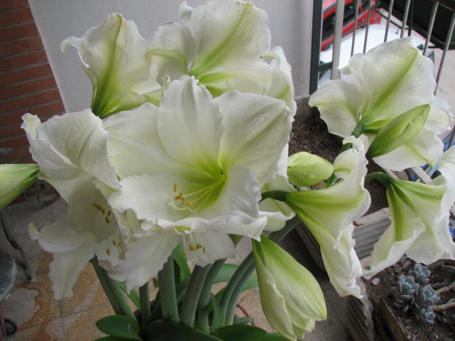 Amarillis